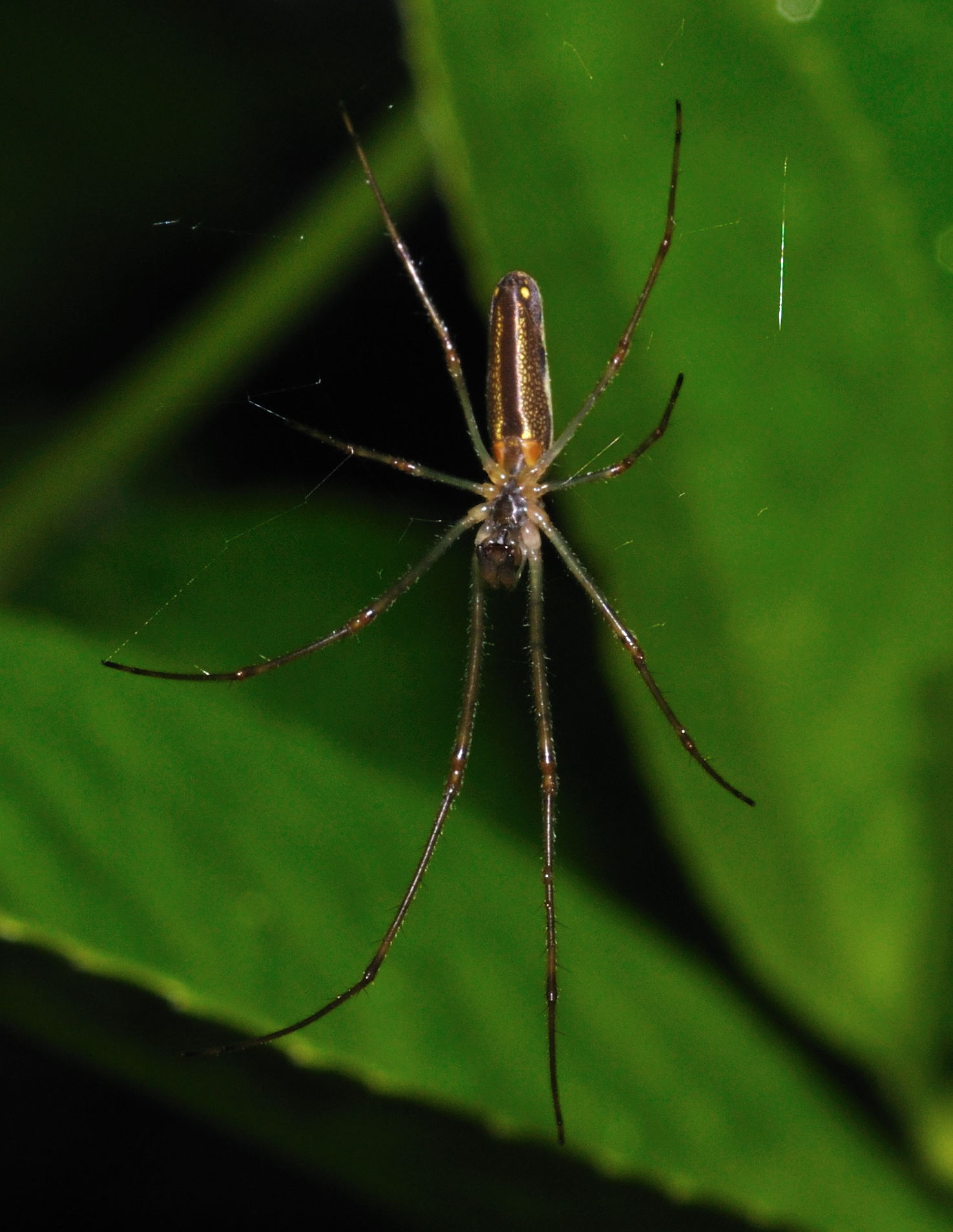 Tetragnatha sp.